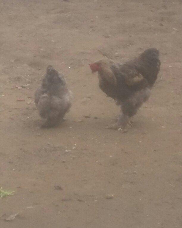 brama xoruz toyuq 100 manat ikisi bir yerde satilir watcap var