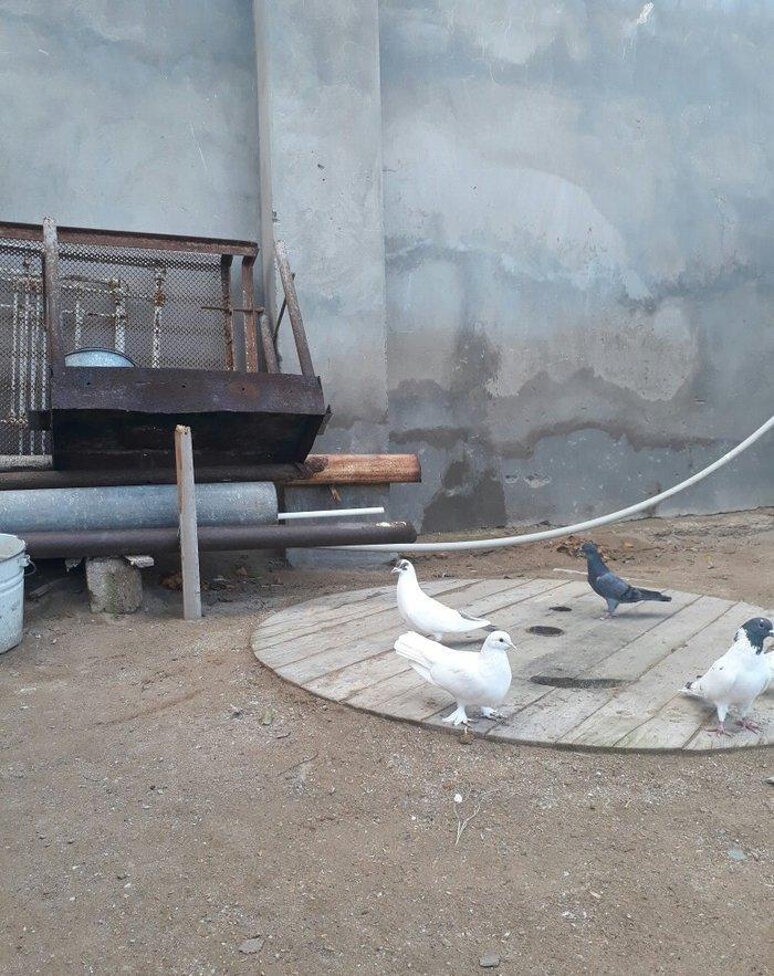 qirmizi quyruq erkeydi 12 tuktu ag maya 16 tuk aciq quyriq ucan qusdar