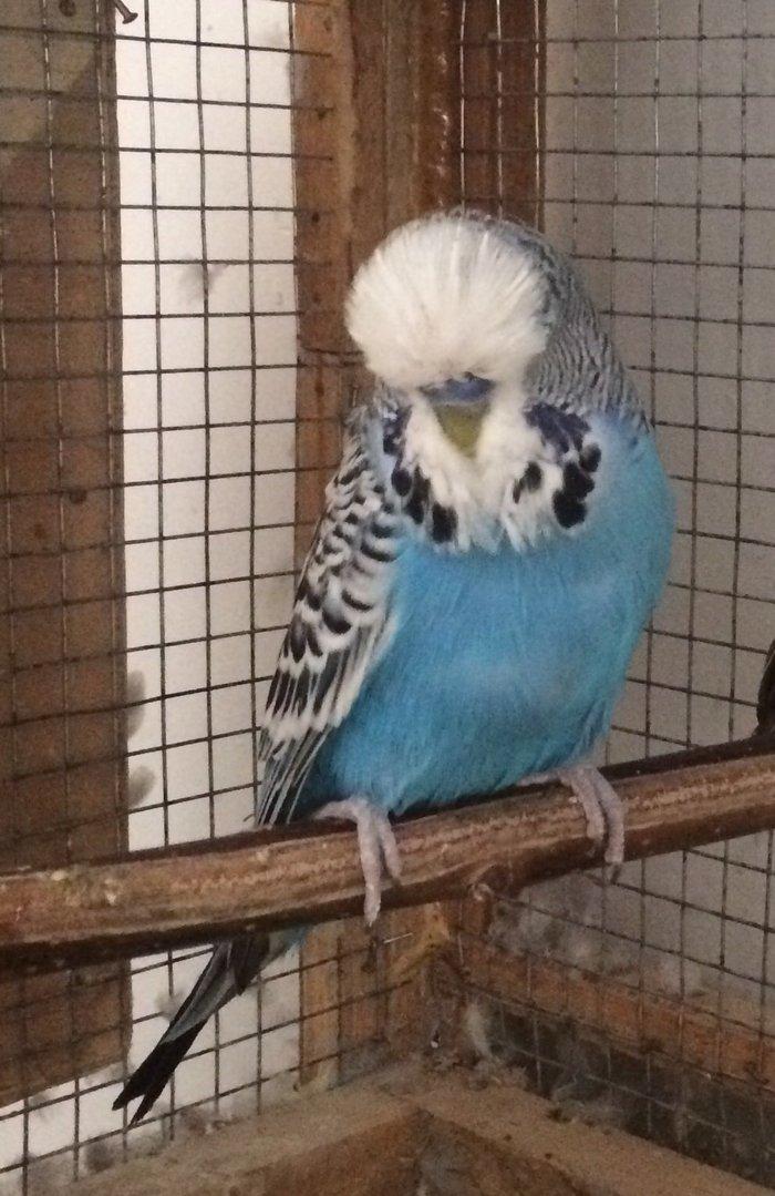 Tutuqusu vistifka. Tam saglam ve aktiv qusdur. Satib ve ya barter edir