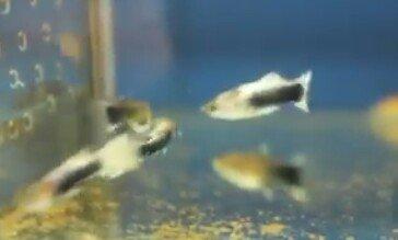 Temiz qan kanadski quppiler. Hamsl biryerde satlllr.Biri 1 man. 17 əde