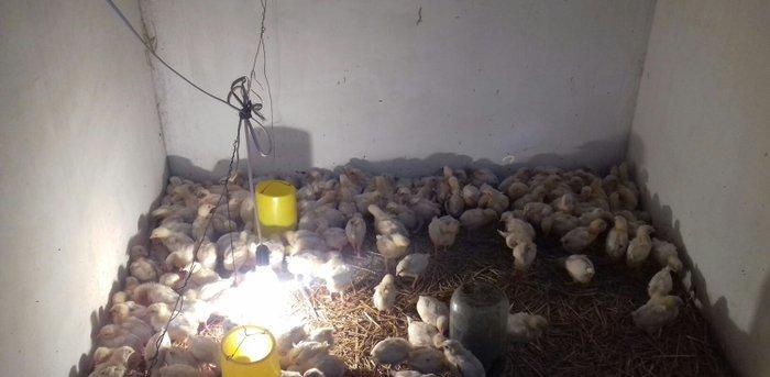 bu sort xarkov etlik sortudur.18 gunlukdur.cin kimi dirler.butun lazim