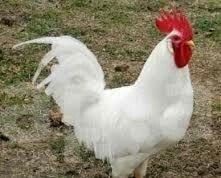 bu sort xarkov etlik sortudur.18 gunlukdur.cin kimi dirler.butun lazim