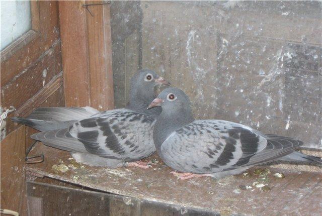 pradaiu pachTovix golubei ... rasa G A R E J I ... cena