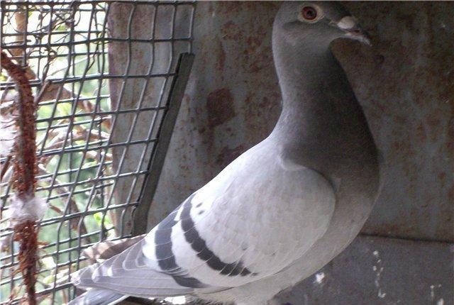 pradaiu pachTovix golubei ... rasa G A R E J I ... cena