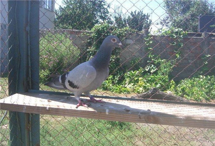 pradaiu pachTovix golubei ... rasa G A R E J I ... cena