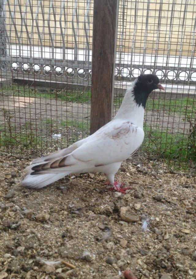 hazır bala veren damazlığ qara bawlardı tecılı satılır 16..17 tuk keki