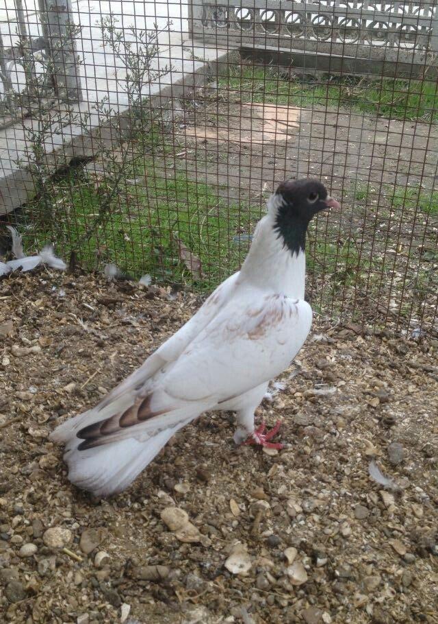 hazır bala veren damazlığ qara bawlardı tecılı satılır 16..17 tuk keki