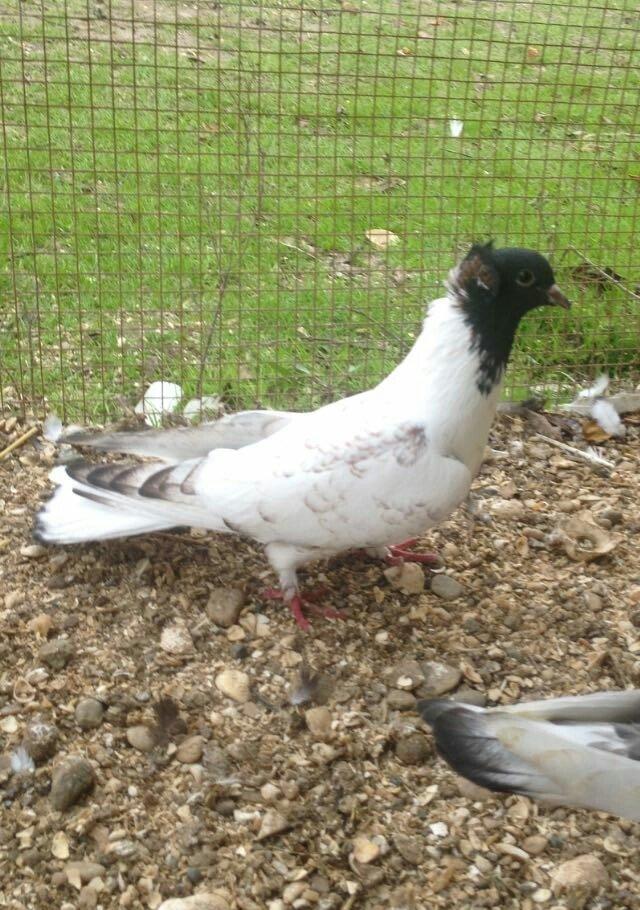 hazır bala veren damazlığ qara bawlardı tecılı satılır 16..17 tuk keki