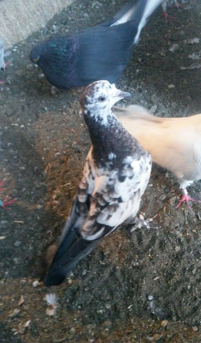 kovan baladir Çiller'in altından cixib ciddi olan narahat etsin wp var