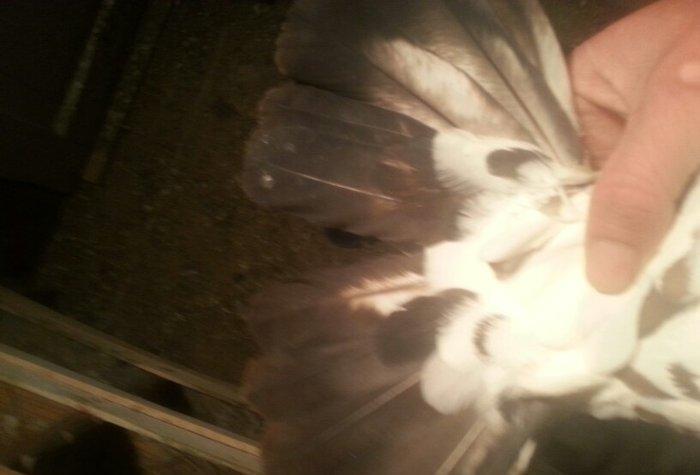 qizgin erkekdi uzun quwdu 15 16 quyruqduTutulmadi isteyen wp yaza bil