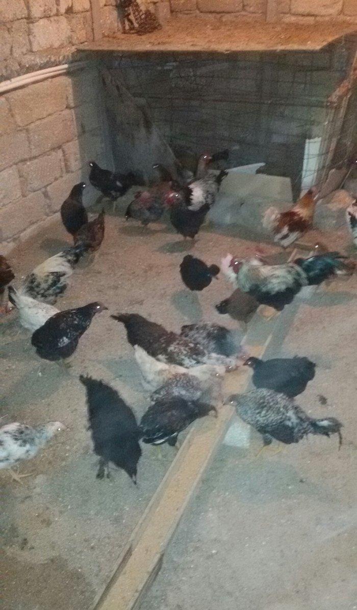 kənd çolpaları tam sağlamdırlar 60 70 ədəd olar hamısı bir yerdə satı