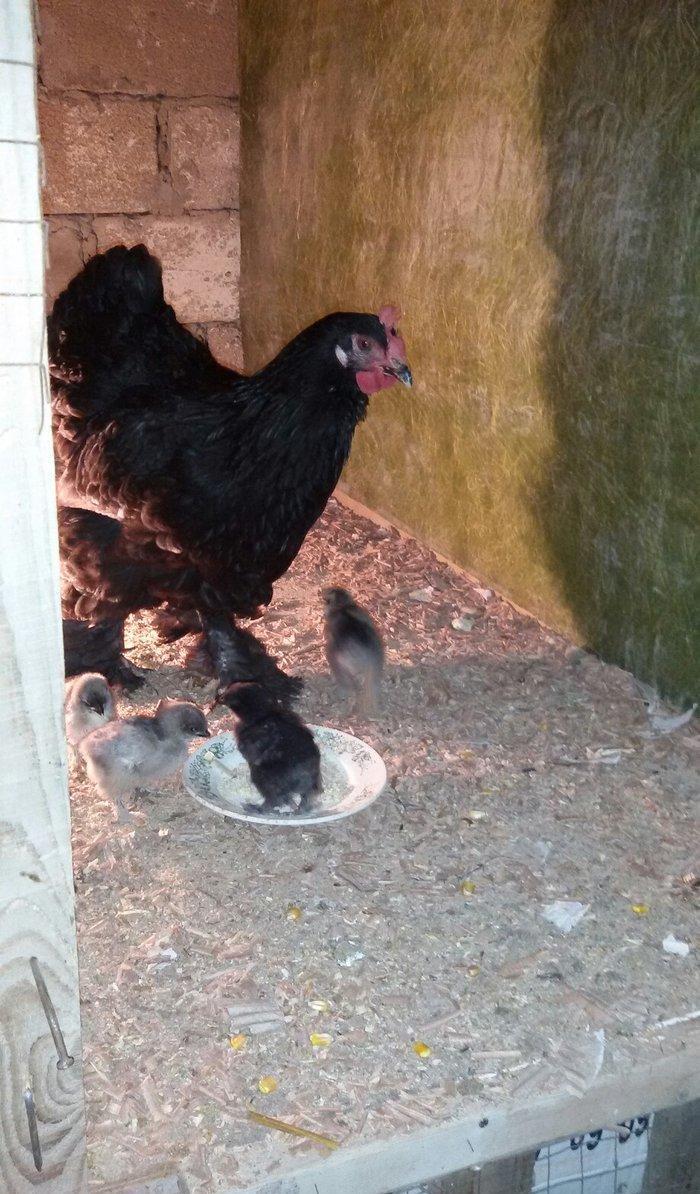 Brama cücələri 1 həvtəlikdirlər 1 ri 10 manata ata və anasının şəkillə