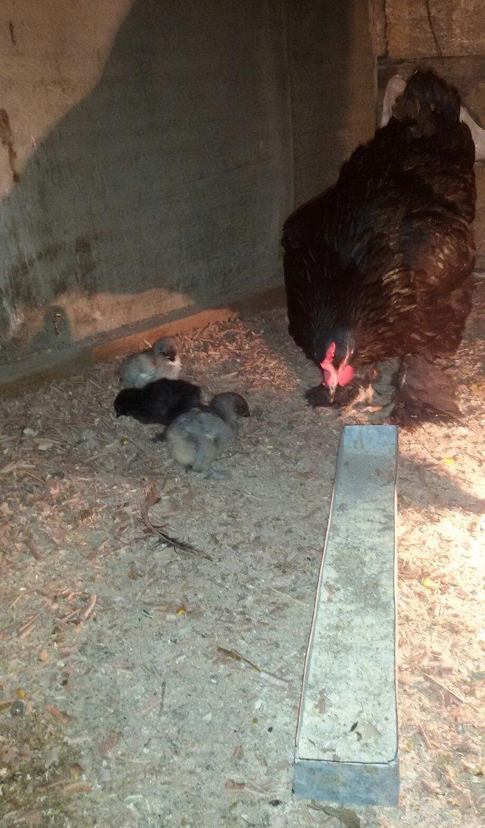 Brama cücələri 1 həvtəlikdirlər 1 ri 10 manata ata və anasının şəkillə