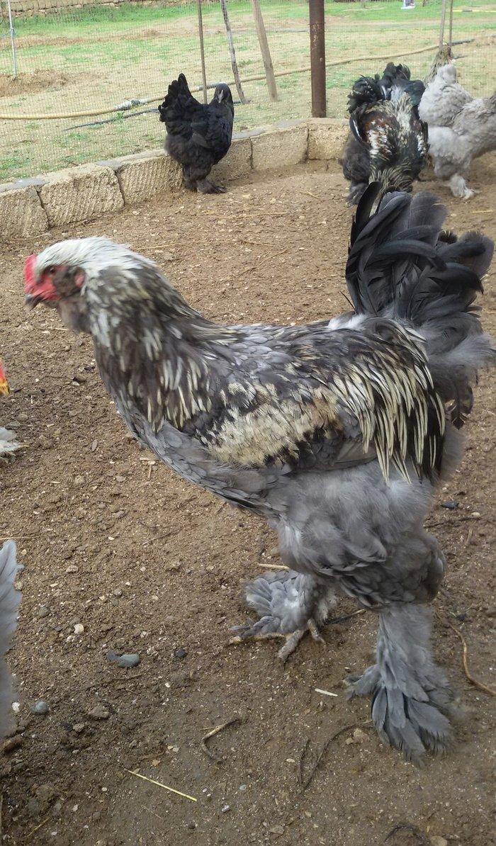 Brama cücələri 1 həvtəlikdirlər 1 ri 10 manata ata və anasının şəkillə