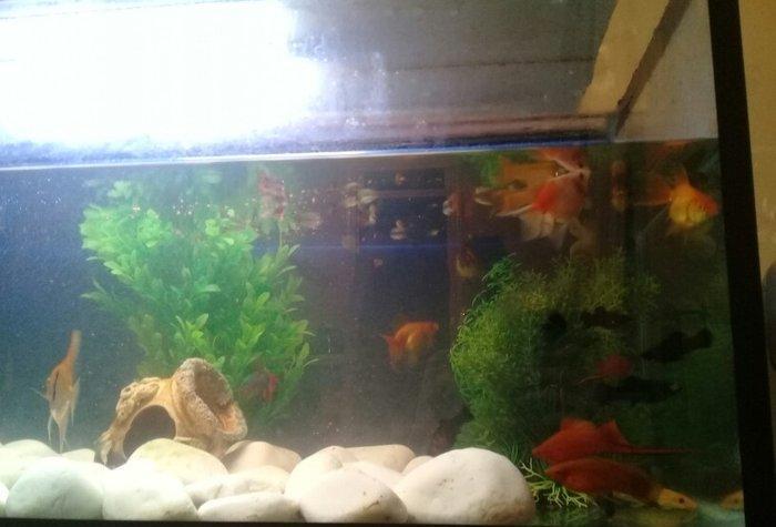 Akvaryum 147 litr icinde dekorlar baliqlar var ustunde qapagi isigi sp