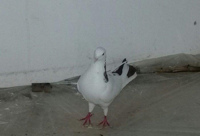 Salam Qırmızı boyun satılır erkəydi 16 tükdü.Boynunda bir az əyrilik v