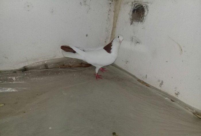 Salam Qırmızı boyun satılır erkəydi 16 tükdü.Boynunda bir az əyrilik v