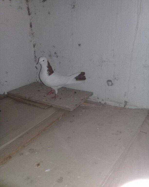 Salam Qırmızı boyun satılır erkəydi 16 tükdü.Boynunda bir az əyrilik v