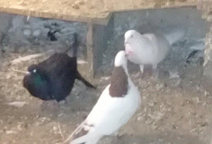 Salam Qırmızı boyun satılır erkəydi 16 tükdü.Boynunda bir az əyrilik v