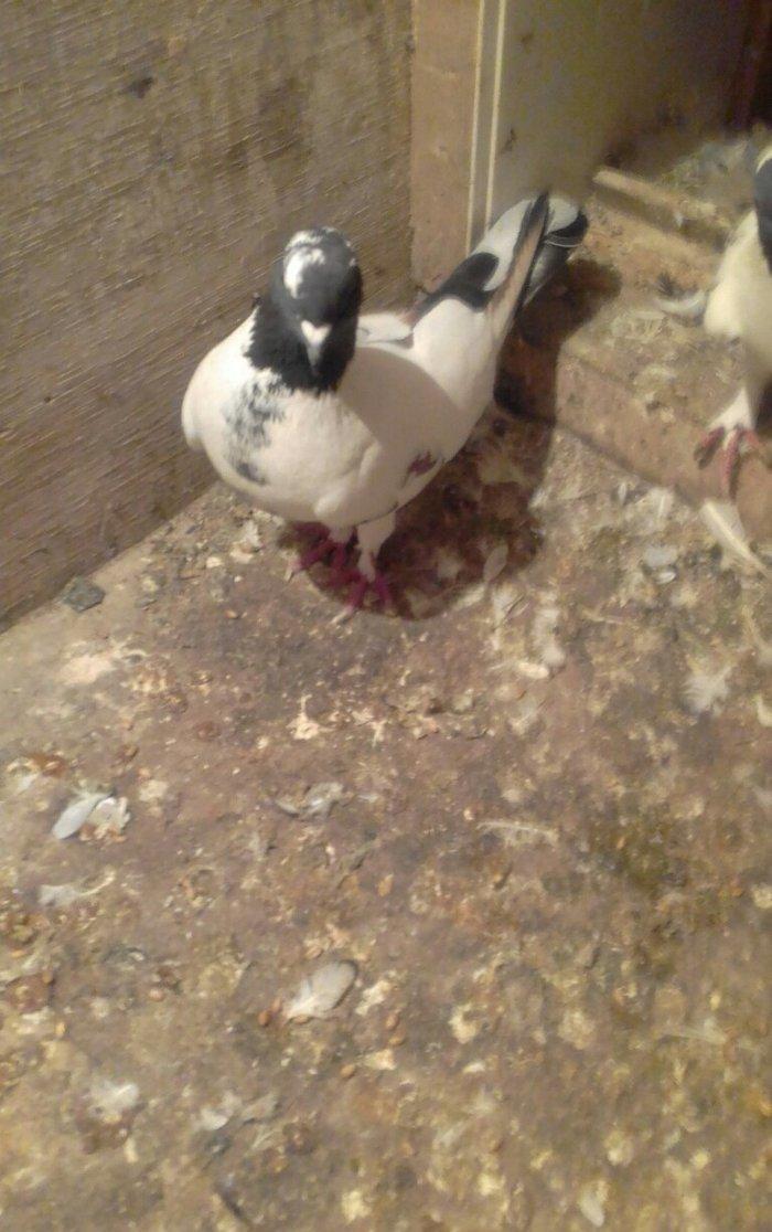 salam iki maya ikisi erkek satılır 4 dü 50 manata qiymet sondu vacapda