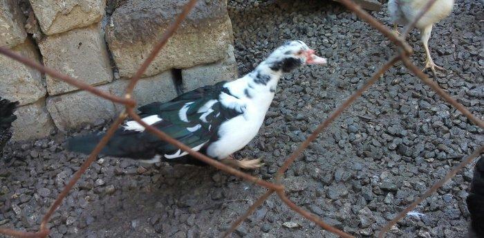 lal ördek 14 manata. hamısı ela.  esil kesilmeye yararlı yaxsı besleni