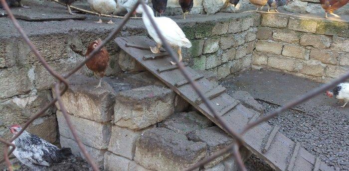 lal ördek 14 manata. hamısı ela.  esil kesilmeye yararlı yaxsı besleni