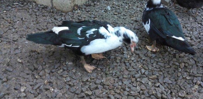lal ördek 14 manata. hamısı ela.  esil kesilmeye yararlı yaxsı besleni