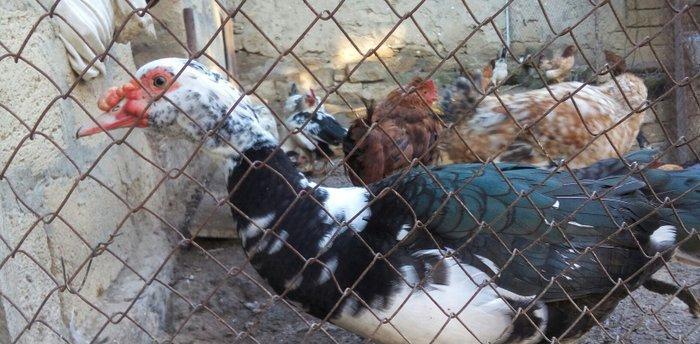 lal ördek 14 manata. hamısı ela.  esil kesilmeye yararlı yaxsı besleni