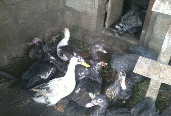 8 aylıq lal ördəklər tam sağlamdırlar. Heç bir xəstəliyi ya da proble