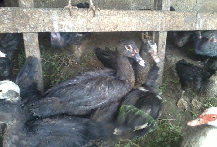 8 aylıq lal ördəklər tam sağlamdırlar. Heç bir xəstəliyi ya da proble