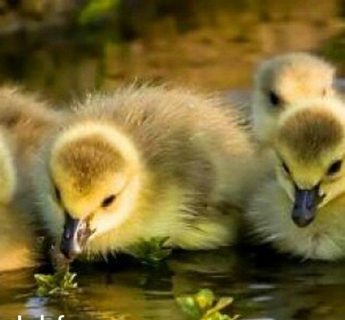 Aliram Kuban ,linda ,xalmagor qaz balasi aliram. Kimde varsa elaqe sa