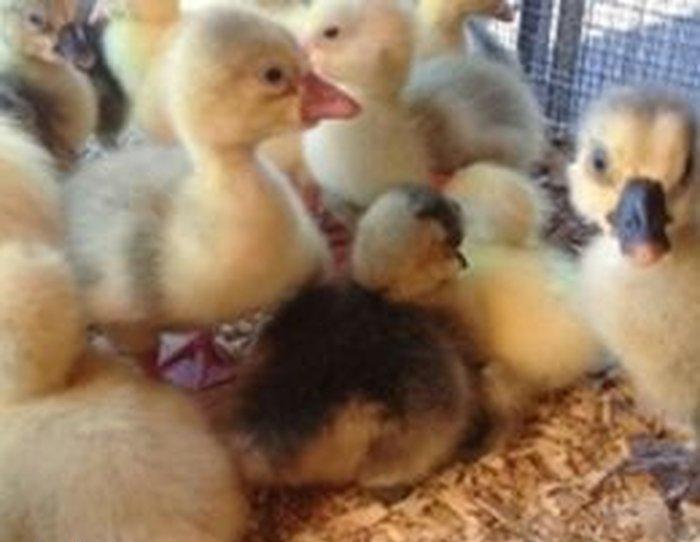 Aliram Kuban ,linda ,xalmagor qaz balasi aliram. Kimde varsa elaqe sa