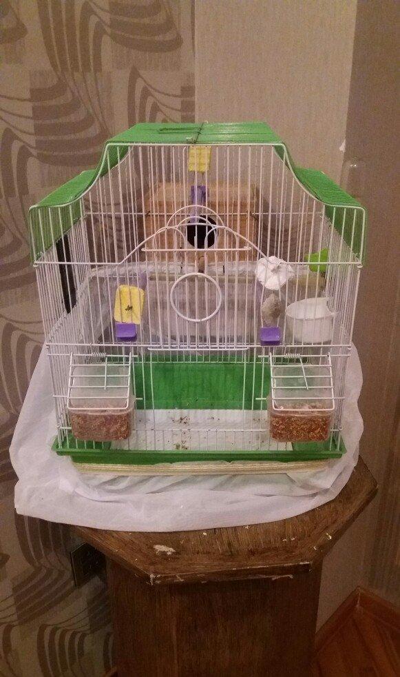 Papugay ucun gefes ela teze veziyetdedi bir ayin gefesidi satmaximin s