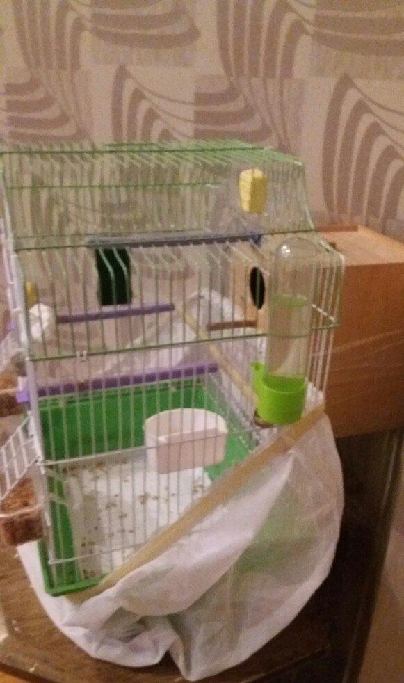 Papugay ucun gefes ela teze veziyetdedi bir ayin gefesidi satmaximin s