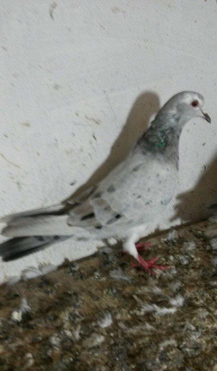 ebreş maya tam saglamdı ayaq cıplaq qiymət 10 azn cavan mayadı