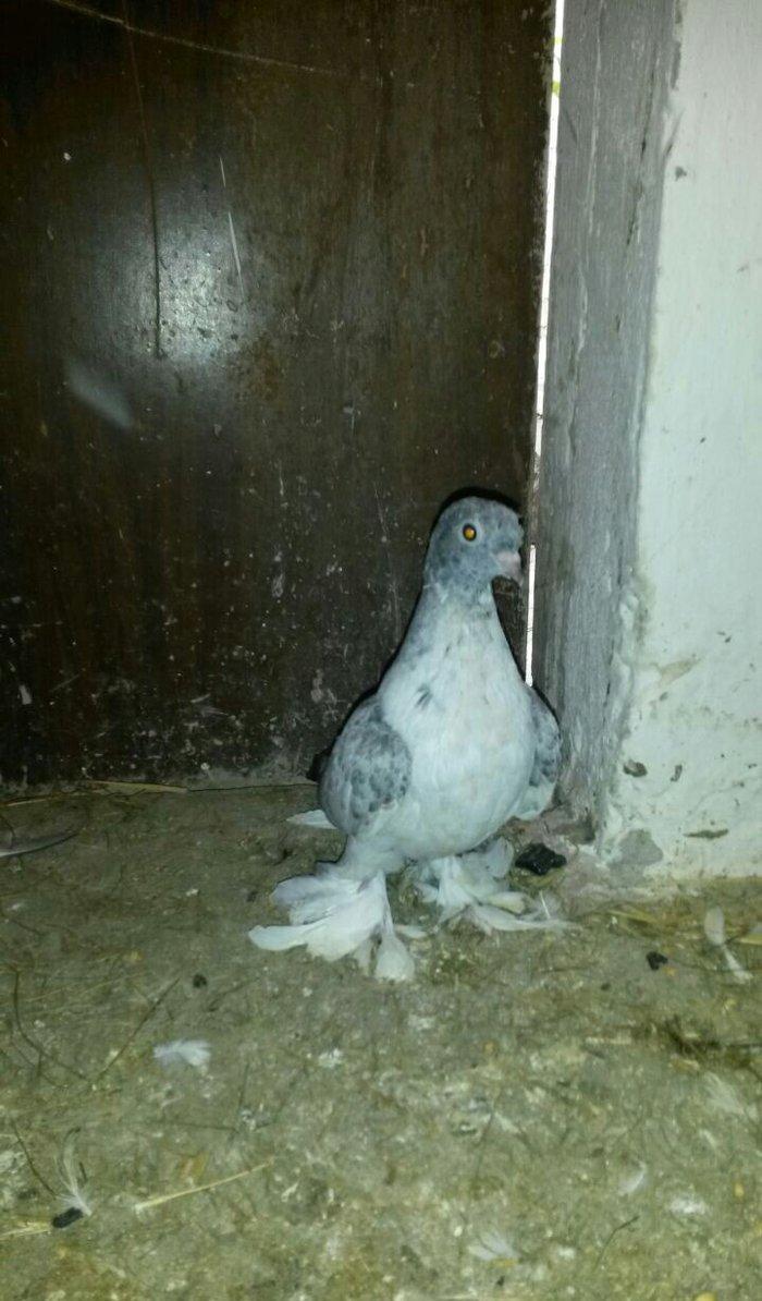 cut quslar biri ebresdi biri aq bas aq qened erkek maya cutunun qiymet