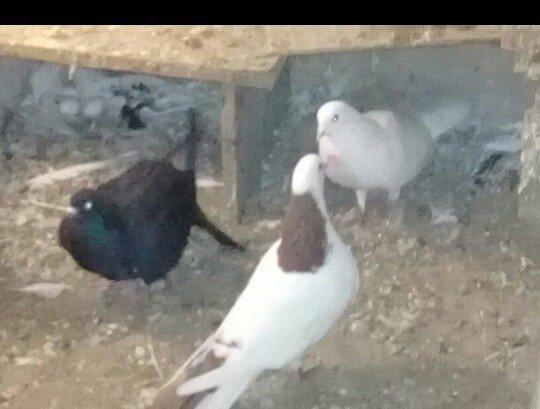 Salam Quş satlır qırmızı boyundu erkəydi bir az başında əyrilik var od