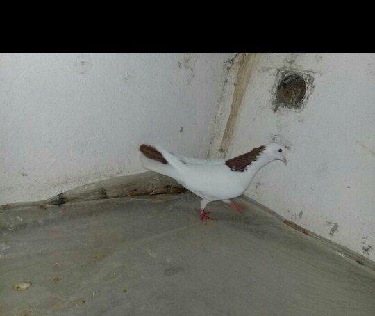 Salam Quş satlır qırmızı boyundu erkəydi bir az başında əyrilik var od