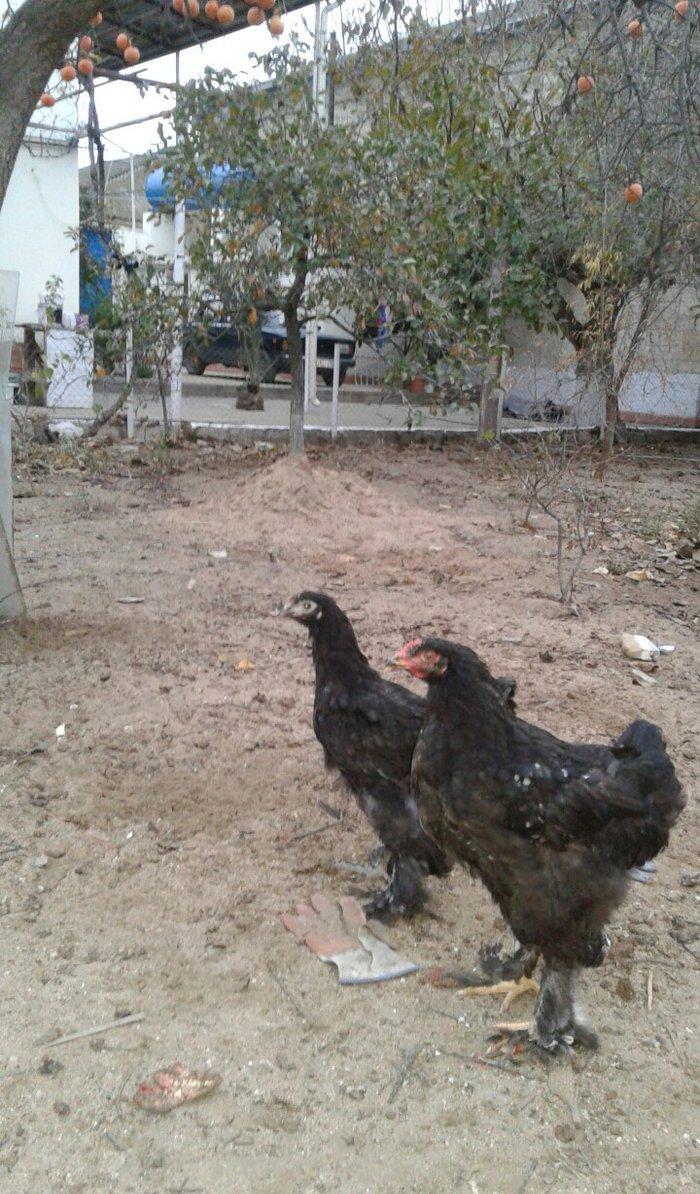 5 ayliq bir cut brama black zil qaradi rengleri baksinleri olunub saql