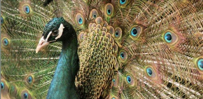 Hind parodu tovuz quwu tam saglam 4 yaw cutu endirimle 750 manat