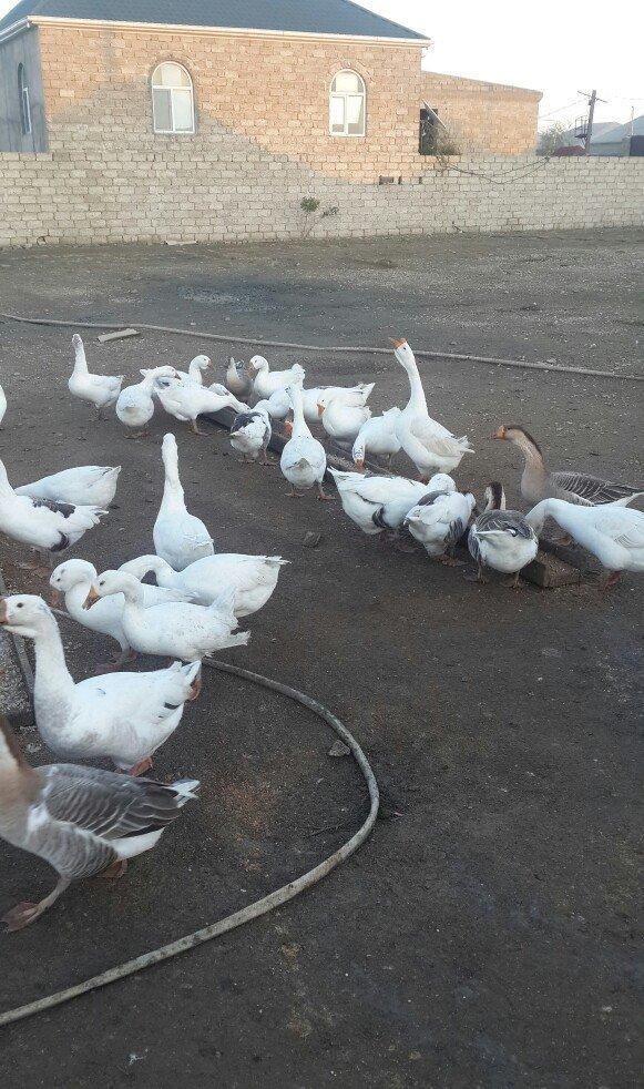 qazlar 1 illiy ve 8aylig linda ve kuban qazlari 35 manata 1denesi