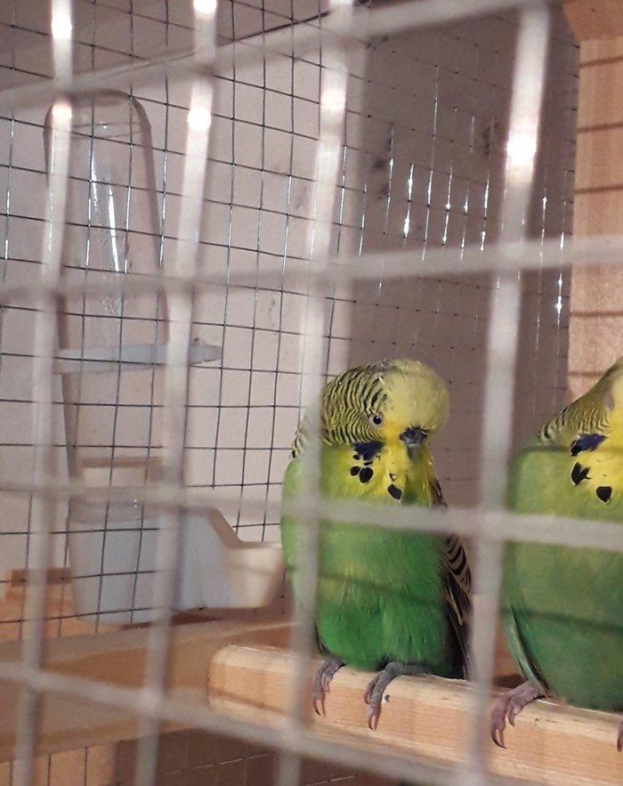 Cex erkek satiram hazur quwdu hec bir problemi yoxdur. Qiymet 1 quwa a