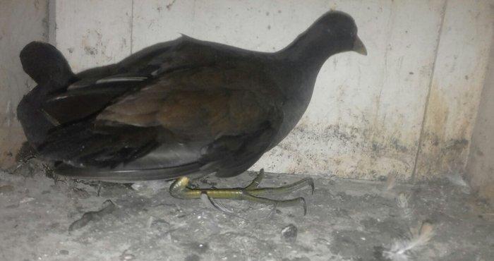 soltanka qusu satilir ozumde cixib bu ilin balaridi. cutu 30 m .