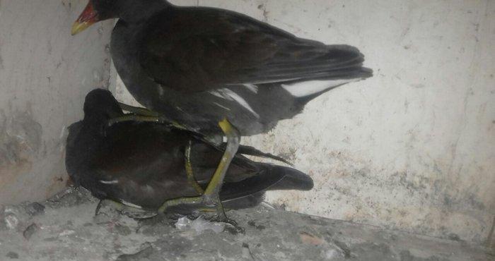 soltanka qusu satilir ozumde cixib bu ilin balaridi. cutu 30 m .