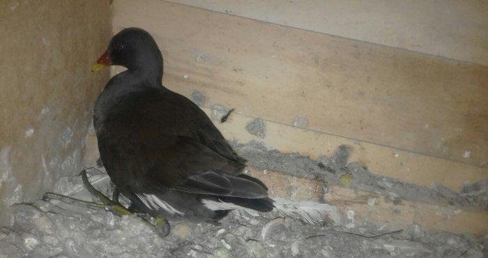 soltanka qusu satilir ozumde cixib bu ilin balaridi. cutu 30 m .