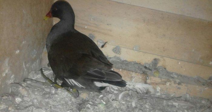 soltanka qusu satilir ozumde cixib bu ilin balaridi. cutu 30 m .