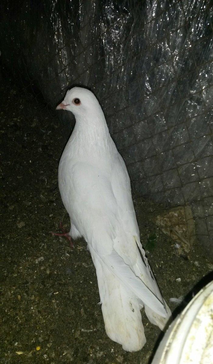 16/17 tuk erkey uçan qusdu xahis edirem qeyri ciddiler narahat etmesin