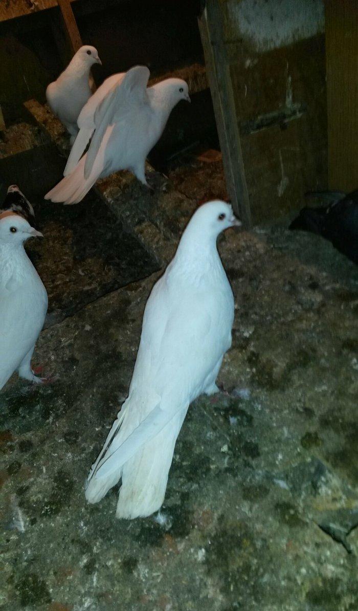 16/17 tuk erkey uçan qusdu xahis edirem qeyri ciddiler narahat etmesin