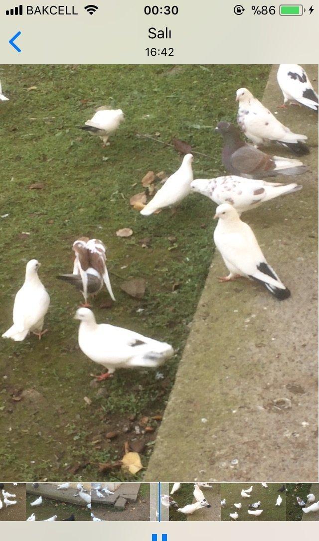 25 denedi Hamsi des satilir tek tek satilmir icinde tek 100manata ali