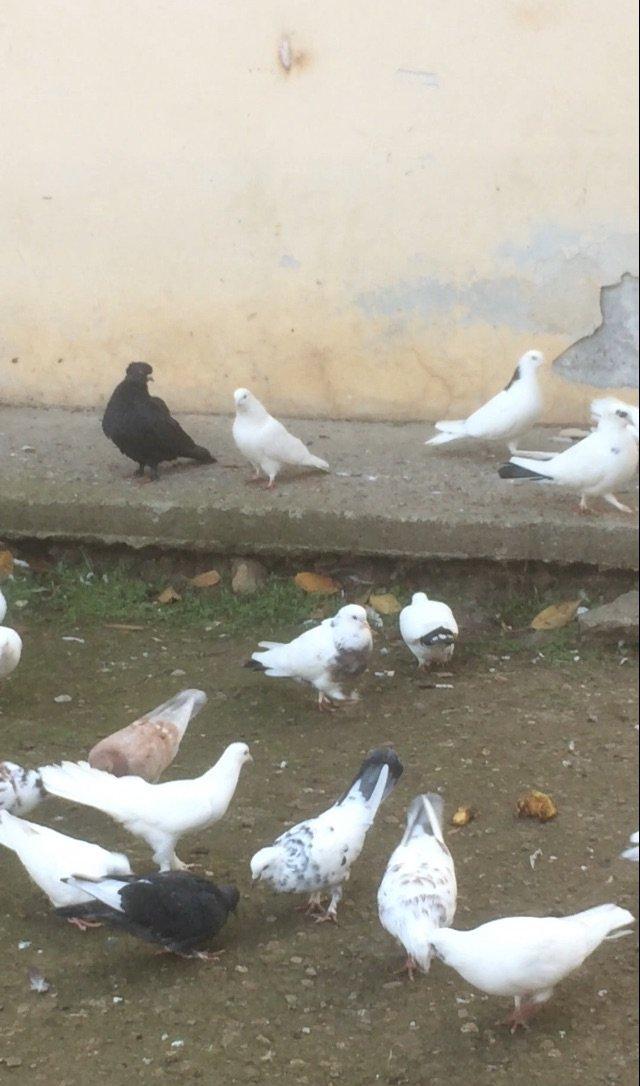 25 denedi Hamsi des satilir tek tek satilmir icinde tek 100manata ali